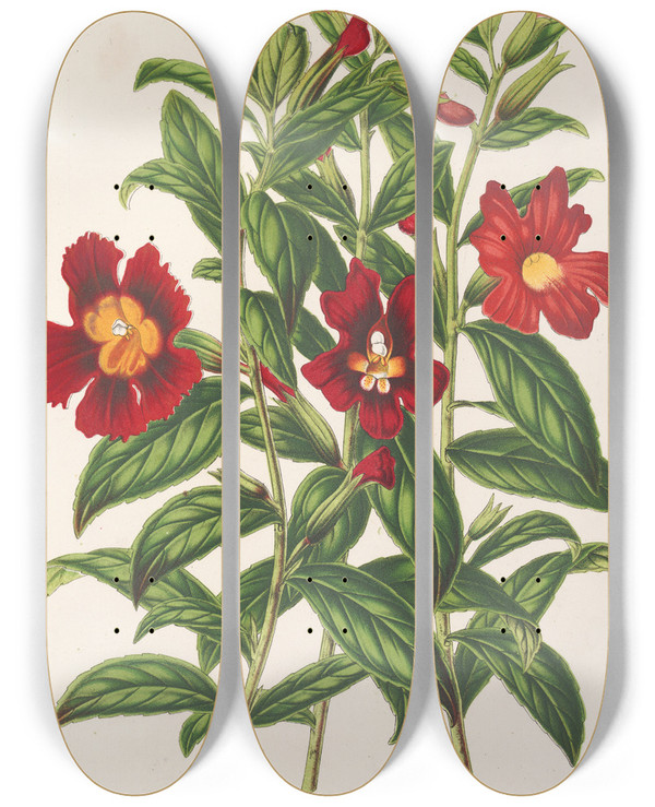 Triptych art skateboard deck of Charles Antoine Lemaire Varits De Diplacus by Charles Antoine Lemaire (1800-1871)