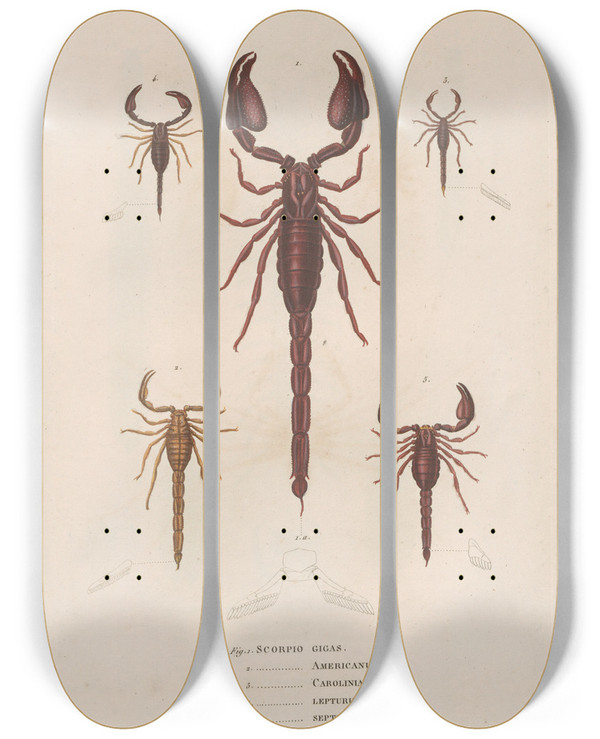 Triptych art skateboard deck of Jean Gabriel Pretre Insectes Recueillis En Afrique Et En Amrique Pl04 by Jean Gabriel Pretre (1768-1849)