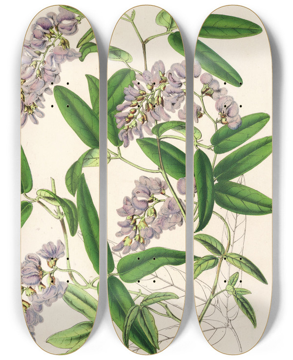 Triptych art skateboard deck of Charles Antoine Lemaire Hardenbergia Makoyana Hybrida by Charles Antoine Lemaire (1800-1871)