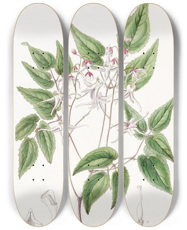 Triptych art skateboard deck of Sydenham Edwards Largeflowered Epimedium by Sydenham Edwards (1768-1819)