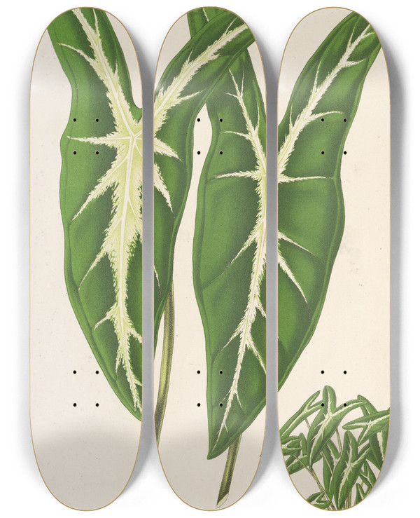 Triptych art skateboard deck of Charles Antoine Lemaire Caladium Lemaireanum by Charles Antoine Lemaire (1800-1871)
