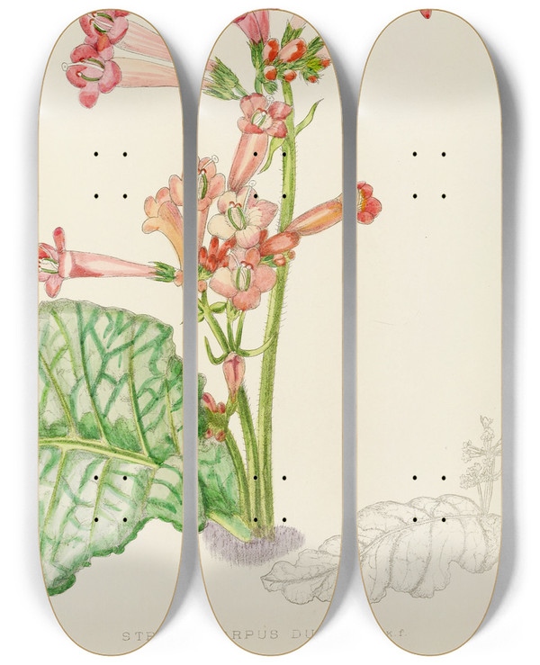 Triptych art skateboard deck of Illtyd Buller Poleevans Streptocarpus Dunnii by Illtyd Buller Pole-Evans (1879-1968)