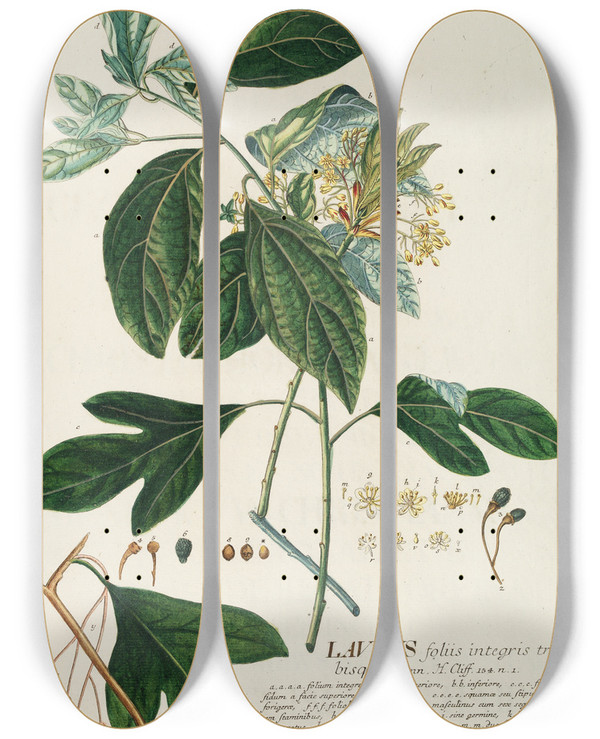 Triptych art skateboard deck of Georg Dionysius Ehret Laurus Ii by Georg Dionysius Ehret (1708-1770)