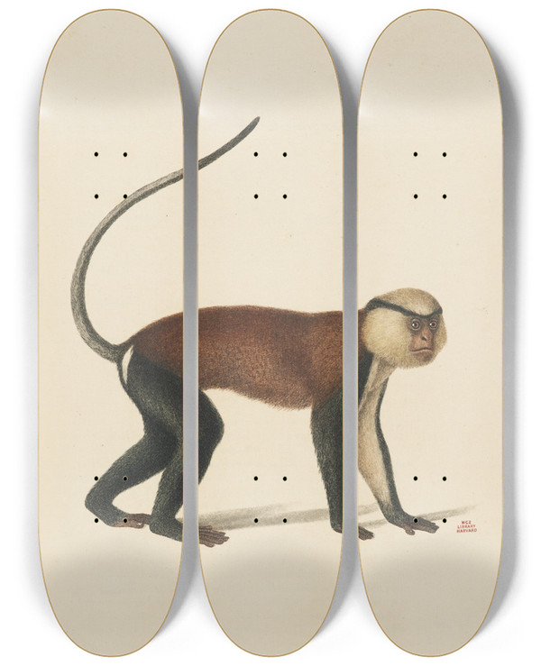 Triptych art skateboard deck of Jeanbaptiste Audebert La Mone by Jean-Baptiste Audebert (1759-1800)