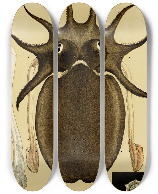 Triptych art skateboard deck of Frederick Mccoy Mollusca V by Frederick Mccoy (1817-1899)