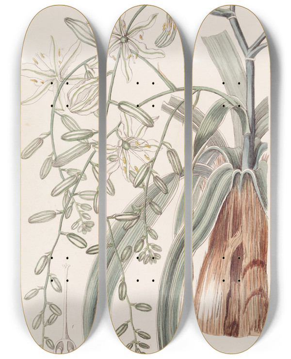 Triptych art skateboard deck of Sydenham Edwards Straggling Star Of Bethlehem by Sydenham Edwards (1768-1819)