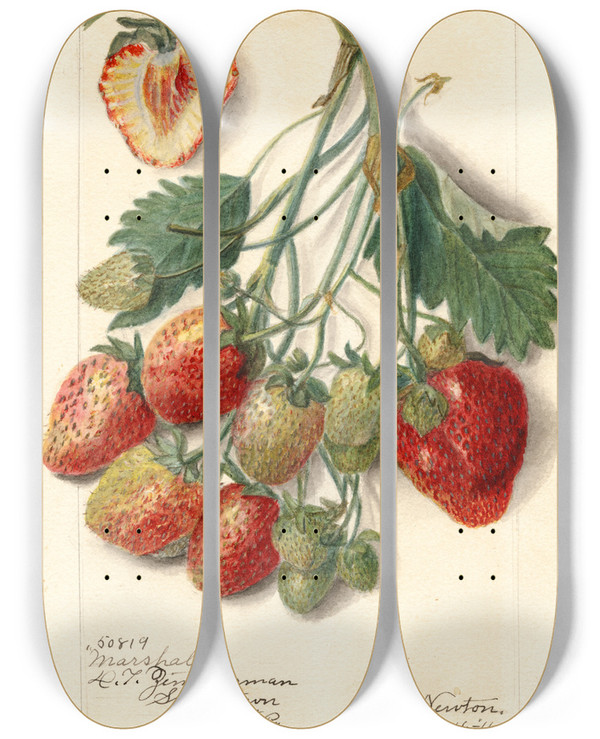Triptych art skateboard deck of Amanda Almira Newton Fragaria Marshall by Amanda Almira Newton (1860-1943)
