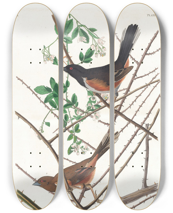 Triptych art skateboard deck of John James Audubon Towhe Bunting by John James Audubon (1785-1851)