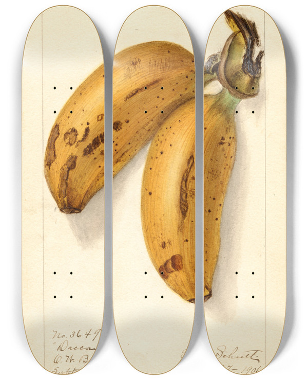 Triptych art skateboard deck of Ellen Isham Schutt Musa Dacca by Ellen Isham Schutt (1873-1955)