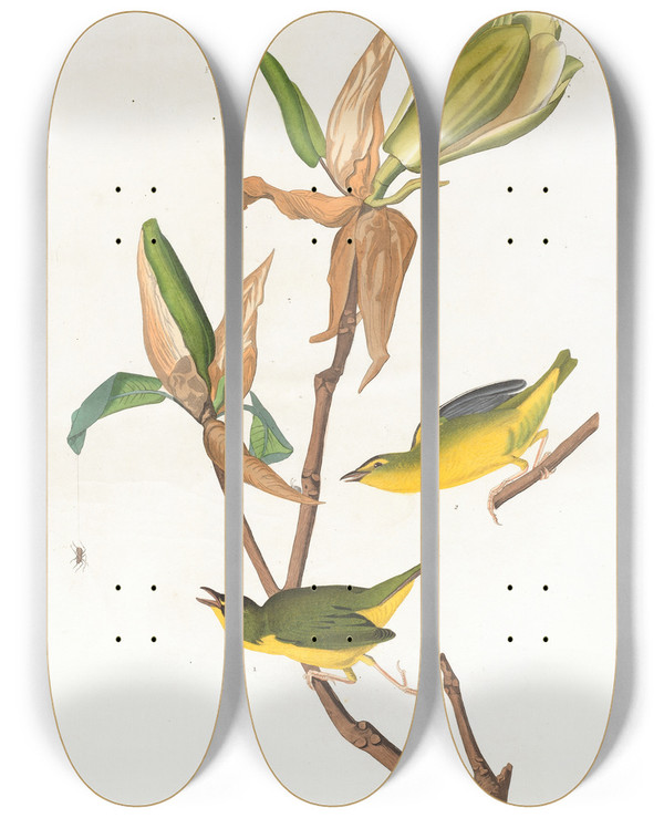 Triptych art skateboard deck of John James Audubon Kentucky Warbler by John James Audubon (1785-1851)