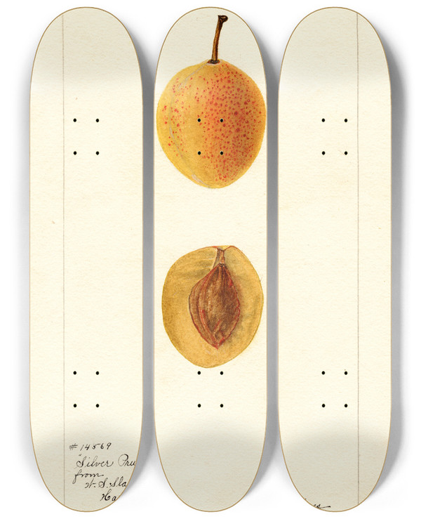 Triptych art skateboard deck of Bertha Heiges Prunus Domestica Silver Prune by Bertha Heiges (1866-1956)