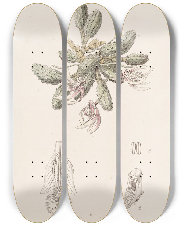 Triptych art skateboard deck of Sydenham Edwards Cucumber Dendrobium by Sydenham Edwards (1768-1819)