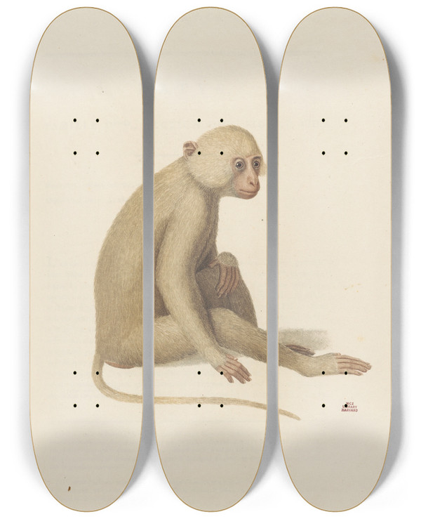 Triptych art skateboard deck of Jeanbaptiste Audebert Latys by Jean-Baptiste Audebert (1759-1800)