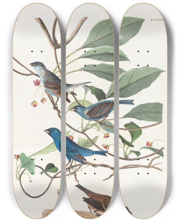 Triptych art skateboard deck of John James Audubon Indigo Bird by John James Audubon (1785-1851)