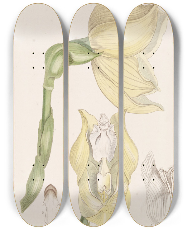 Triptych art skateboard deck of Sydenham Edwards Mr Clowess Anguloa by Sydenham Edwards (1768-1819)