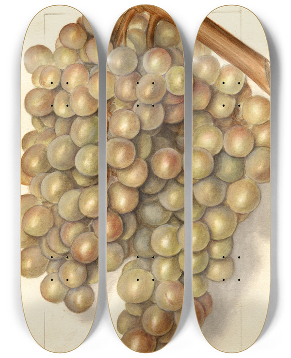 Triptych art skateboard deck of Ellen Isham Schutt Vitis Hycales by Ellen Isham Schutt (1873-1955)