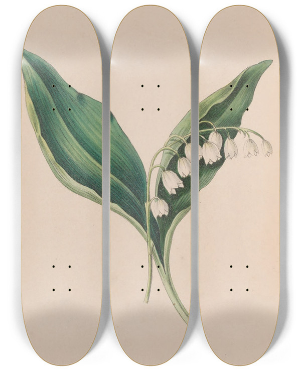 Triptych art skateboard deck of John Stevens Henslow Forgetmenot by John Stevens Henslow (1796-1861)