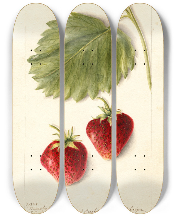 Triptych art skateboard deck of Bertha Heiges Fragaria Marshall by Bertha Heiges (1866-1956)
