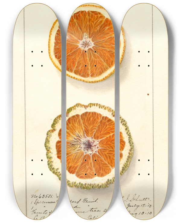 Triptych art skateboard deck of Ellen Isham Schutt Citrus Sinensis Valencia_2 by Ellen Isham Schutt (1873-1955)