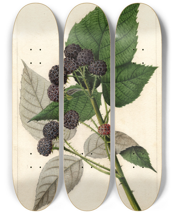 Triptych art skateboard deck of William Henry Prestele Rubus Ferndale by William Henry Prestele (1838-1895)