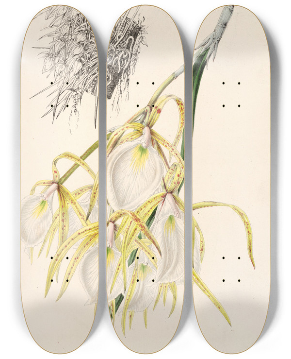 Triptych art skateboard deck of Charles Antoine Lemaire Brassavola Fragrans by Charles Antoine Lemaire (1800-1871)