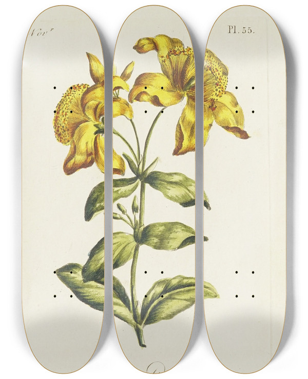 Triptych art skateboard deck of Carington Bowles St Johns Wort by Carington Bowles (1724-1793)