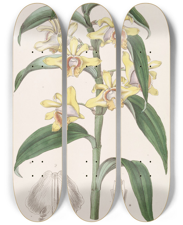 Triptych art skateboard deck of Sydenham Edwards Mr Ruckers Dendrobium by Sydenham Edwards (1768-1819)