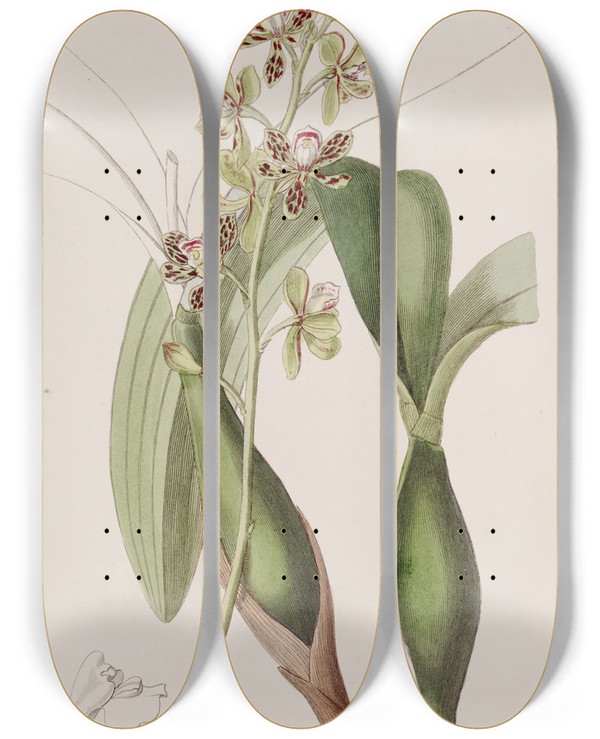Triptych art skateboard deck of Sydenham Edwards Variegated Epidendrum by Sydenham Edwards (1768-1819)