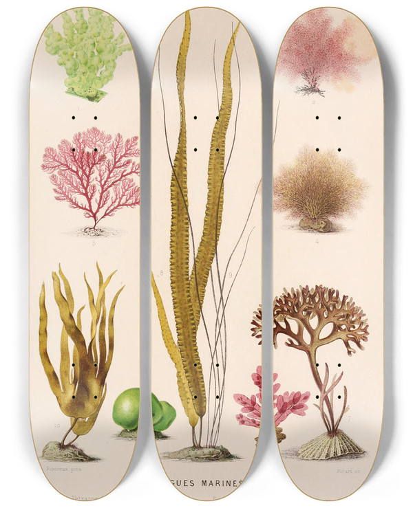Triptych art skateboard deck of Alfred Frdol Algues Marines by Alfred Fredol (1804-1863)