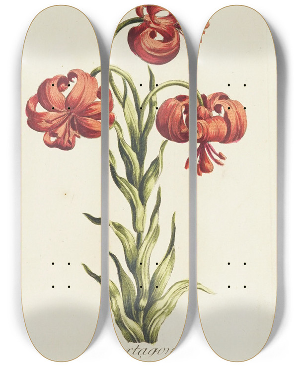Triptych art skateboard deck of Carington Bowles Martagon by Carington Bowles (1724-1793)