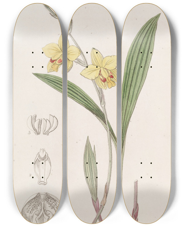 Triptych art skateboard deck of Sydenham Edwards Mr Fortunes Spathoglottis by Sydenham Edwards (1768-1819)