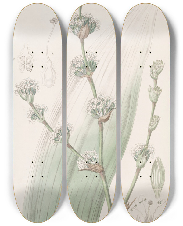 Triptych art skateboard deck of Sydenham Edwards Sweetscented Spiralthread by Sydenham Edwards (1768-1819)