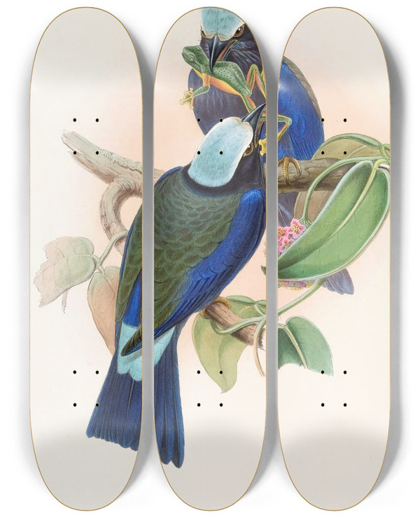 Triptych art skateboard deck of John Gould Temmincks Roller by John Gould (1804-1881)