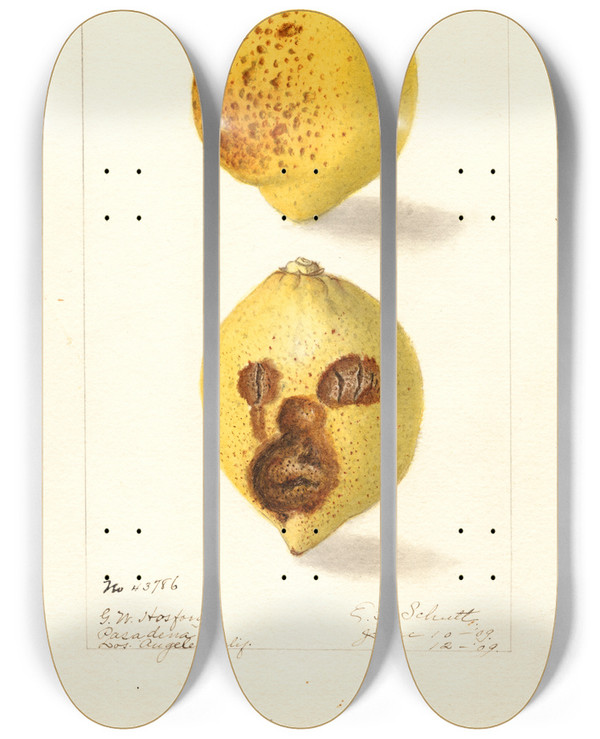 Triptych art skateboard deck of Ellen Isham Schutt Citrus Limon_1 by Ellen Isham Schutt (1873-1955)