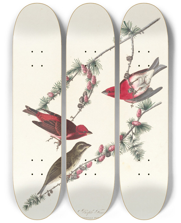 Triptych art skateboard deck of John James Audubon Purple Finch by John James Audubon (1785-1851)