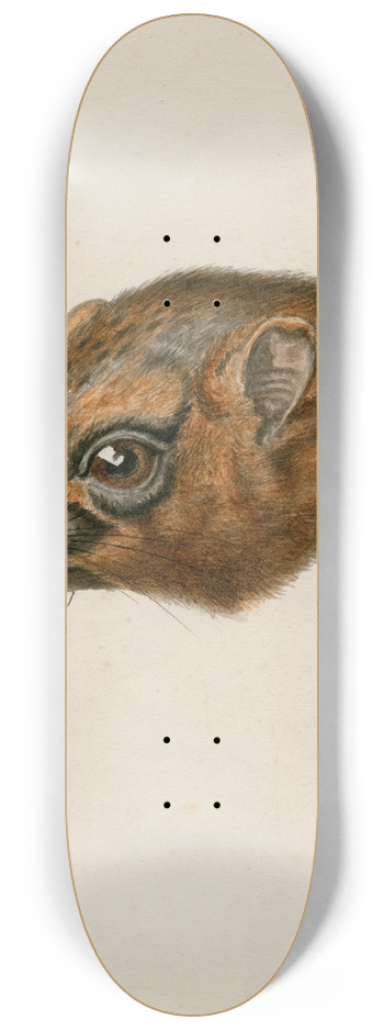 Floris Verster - Head of a polecat 8.25 inch art skate deck