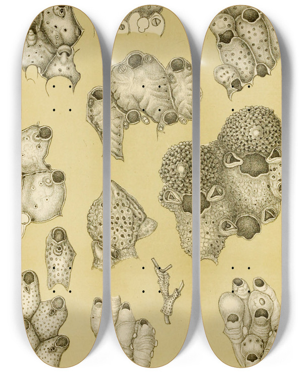 Triptych art skateboard deck of Frederick Mccoy Polyzoa Xiv by Frederick Mccoy (1817-1899)