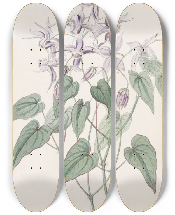 Triptych art skateboard deck of Sydenham Edwards Violet Epimedium by Sydenham Edwards (1768-1819)