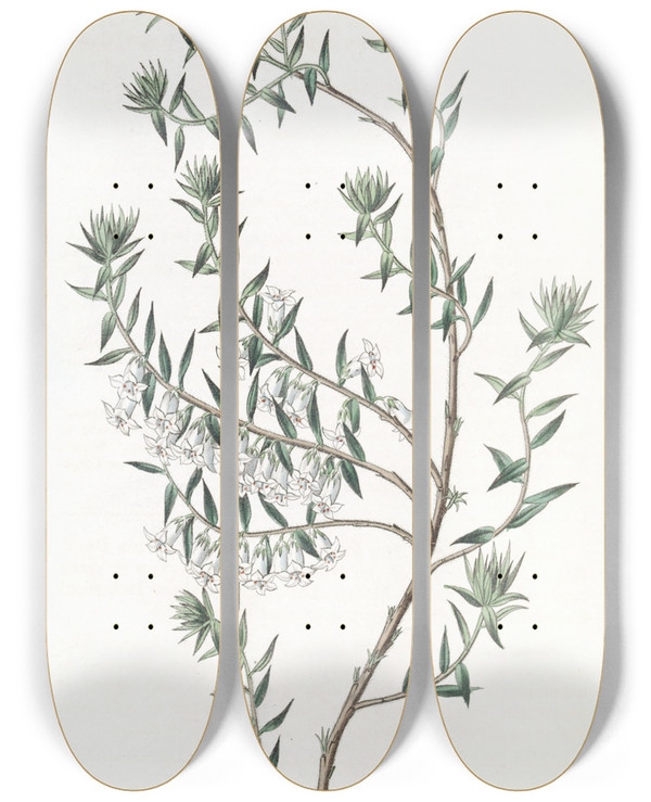 Triptych art skateboard deck of Sydenham Edwards Snowy Epacris by Sydenham Edwards (1768-1819)