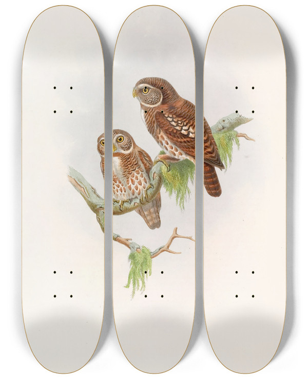 Triptych art skateboard deck of John Gould Brodies Owlet by John Gould (1804-1881)