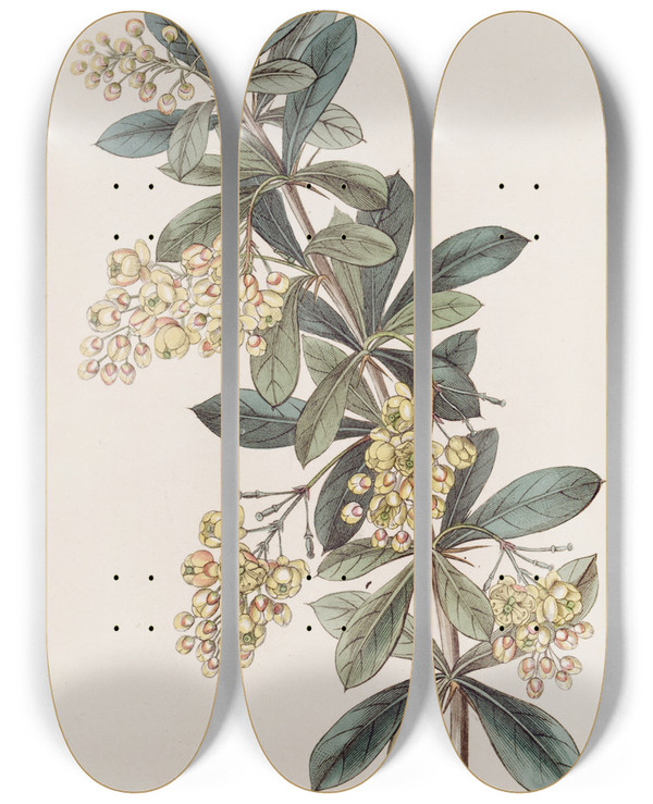 Triptych art skateboard deck of Sydenham Edwards Umbellate Berberry by Sydenham Edwards (1768-1819)