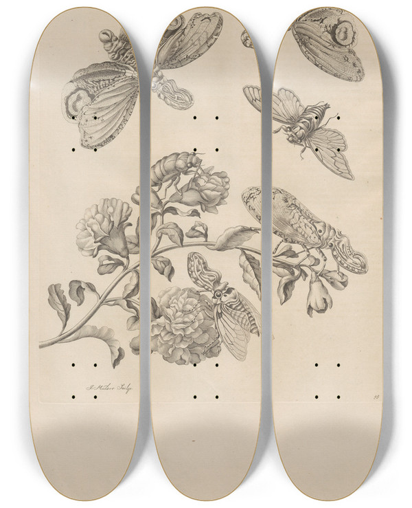 Triptych art skateboard deck of Maria Sibylla Merian Dissertatio De Generatione Et Metamorphosibus Insectorum Surinamensium Pl49 by Maria Sibylla Merian (1647-1717)