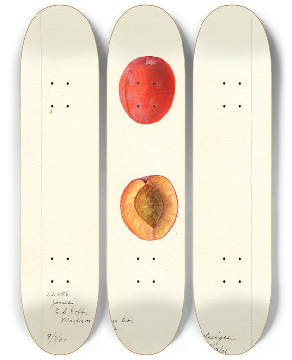 Triptych art skateboard deck of Bertha Heiges Prunus Domestica Jones by Bertha Heiges (1866-1956)