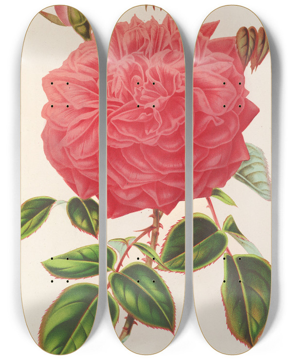 Triptych art skateboard deck of Charles Antoine Lemaire Rose Ilebourbon Var Souvenir De La Malmaison A Fleurs Roses by Charles Antoine Lemaire (1800-1871)