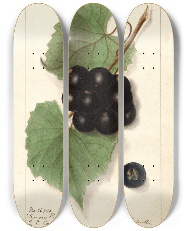 Triptych art skateboard deck of Ellen Isham Schutt Vitis Sugar Pulp by Ellen Isham Schutt (1873-1955)