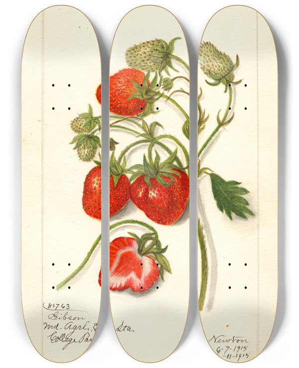 Triptych art skateboard deck of Amanda Almira Newton Fragaria Gibson by Amanda Almira Newton (1860-1943)