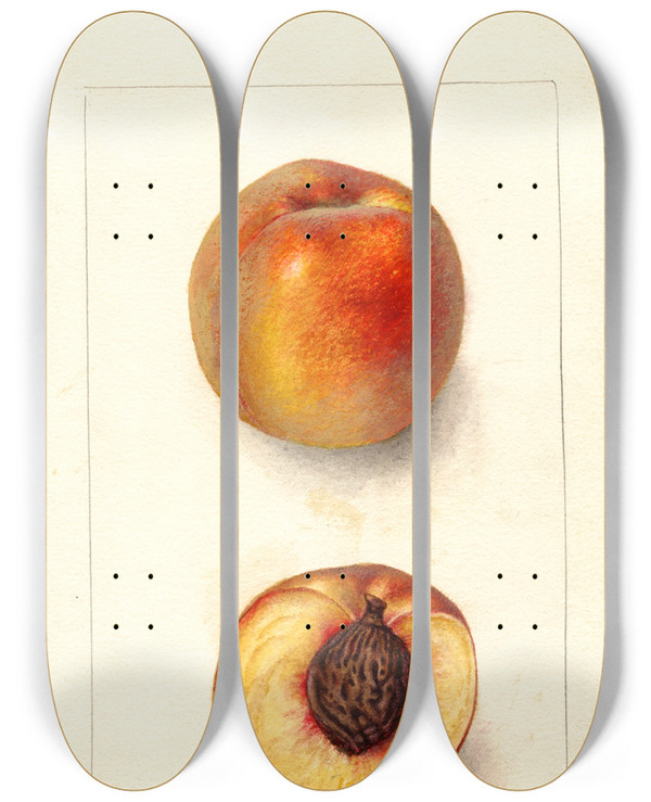 Triptych art skateboard deck of Deborah Griscom Passmore Prunus Persica Worthen by Deborah Griscom Passmore (1840-1911)