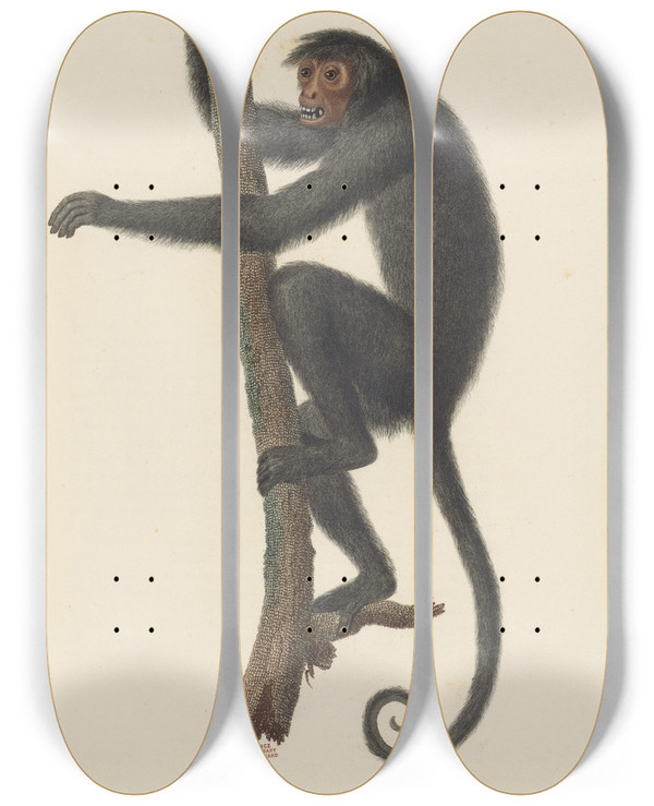 Triptych art skateboard deck of Jeanbaptiste Audebert Le Coaita by Jean-Baptiste Audebert (1759-1800)