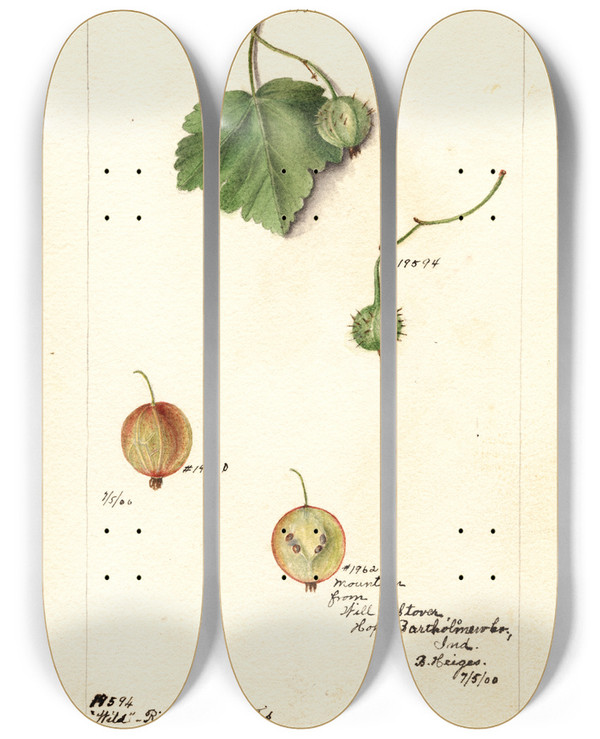 Triptych art skateboard deck of Deborah Griscom Passmore Ribes by Deborah Griscom Passmore (1840-1911)