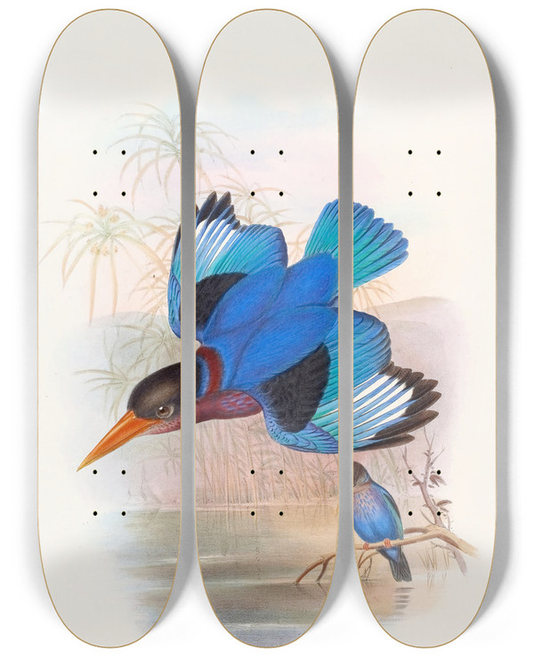 Triptych art skateboard deck of John Gould Blueandwhite Kingfisher by John Gould (1804-1881)